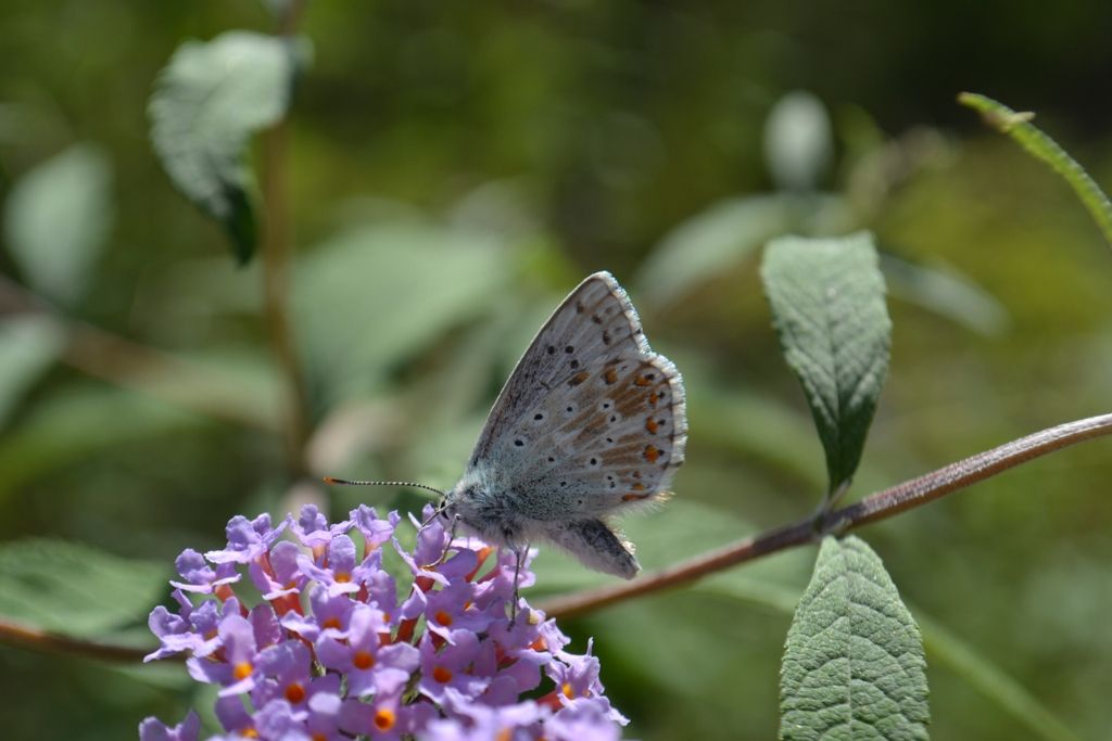 Polyommatus coridon  femm.?